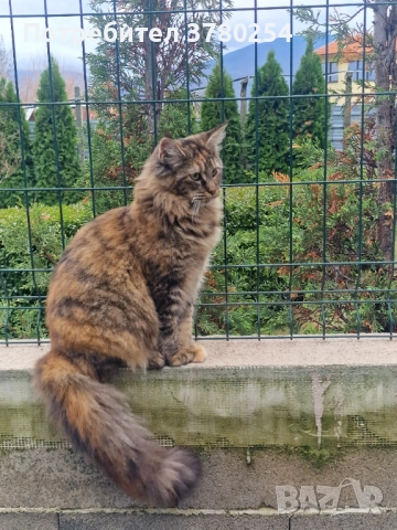 Мейн Кун , снимка 4 - Мейн кун - 52314032