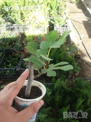 Смокиня сорт Бурса, снимка 5 - Разсади - 45560840