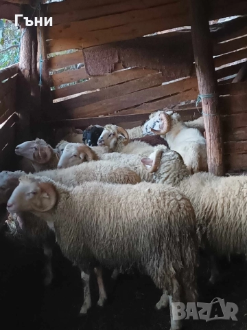 коч кочове за продан , снимка 2 - Овце - 51533244