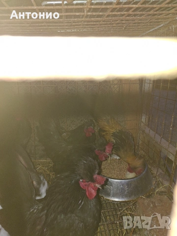 продавам джинки , снимка 7 - Кокошки и пуйки - 52171441