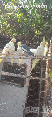 Продавам папагали Корели , снимка 1