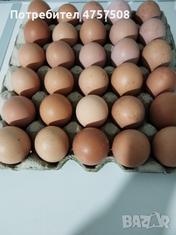 Продавам домашни ,пресни яйца 