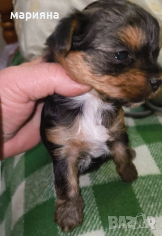 Малък йоркширски господин, снимка 9 - Йоркширски териер - 53622170