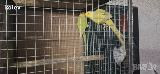 Папагали Малък Александър /двойка, снимка 9 - Папагали - 43090136