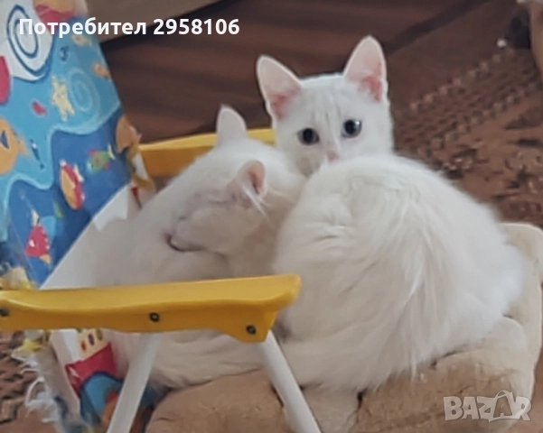 котенца бели,4 мес, снимка 9 - Британска късокосместа - 50837290