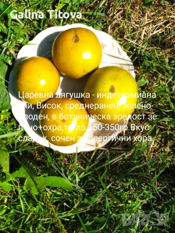 Продавам семена домати 55 сорта, снимка 18 - Сортови семена и луковици - 53097136