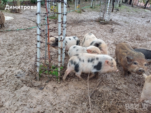 Виетнамски прасета, снимка 12 - Прасета - 50229372