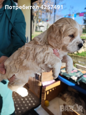 Продавам малки кученца епаньол бретон шпаньол, снимка 2 - Други - 52855443