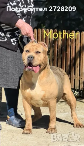 Американско Були Хл/American Bully XL , снимка 2 - Питбул - 55891222
