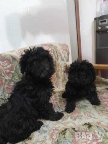 Продавам мини пудели , снимка 3 - Пудели - 52755452