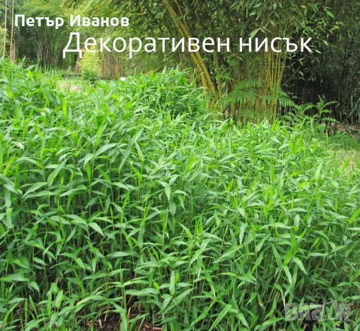 Бамбук студеноустойчив с корен, снимка 5 - Градински цветя и растения - 41115267
