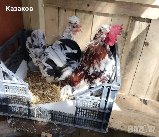 Продавам чифт бреговска джинка, снимка 2 - други­ - 55967719