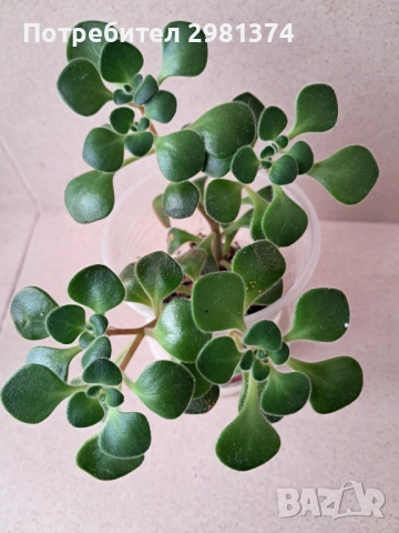 Дърво на парите