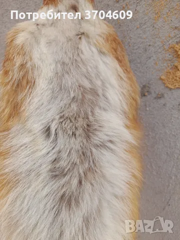 Кожа от лисица, снимка 2 - Шапки - 47438294