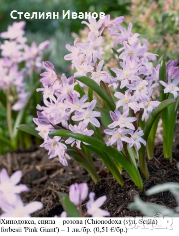 Хинодокса, сцила – розова (Chionodoxa (syn. Scilla) forbesii 'Pink Giant') – луковици