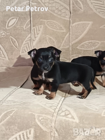 Пинчер мини , снимка 5 - Пинчер - 52934252