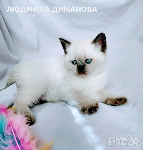 Шотландско женско със сини очи 