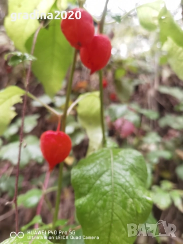 Физалис (Мехунка) – Студоустойчива разновидност, снимка 7 - Разсади - 52229424