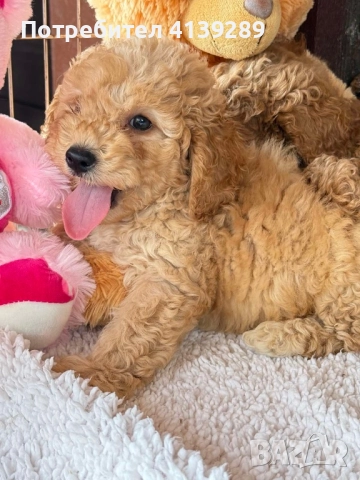 Пудел мини , снимка 6 - Пудели - 52755130