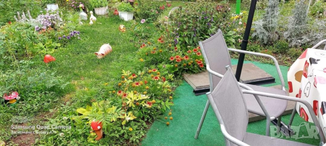 продавам големи разстения Гайлардия , снимка 2 - Декорация за дома - 44717947