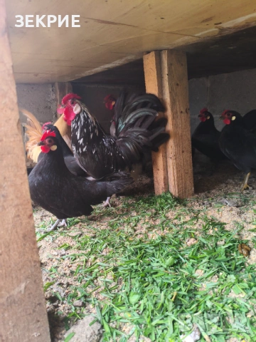 Продавам Домашни Оплодени Яйца от ШАБО, снимка 2 - Кокошки и пуйки - 53608373