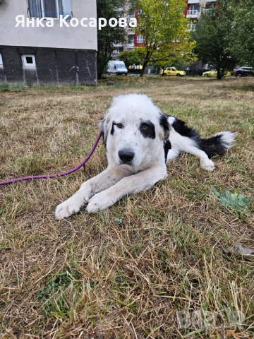 Младо куче търси своя дом!, снимка 7 - Други - 52008103