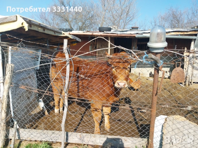 Продавам юница лимузин , снимка 8 - Крави - 53868380