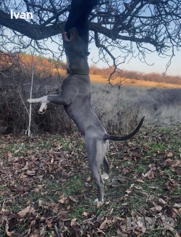 Мъжки питбул блу нос (blue nose), снимка 4 - Питбул - 41453563