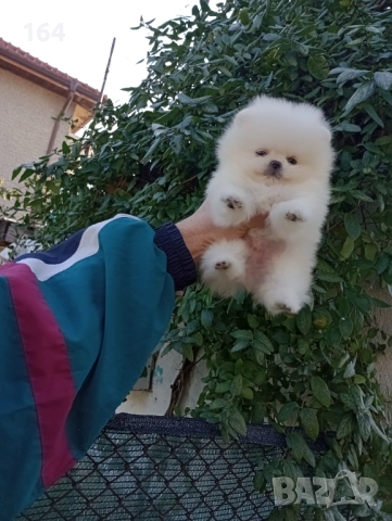 Чисто бял мъжки Померан. Реални снимки от 19.12.25 г.