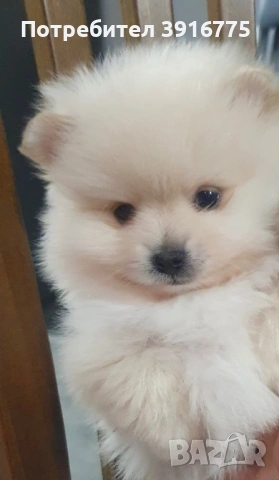 Померан 4-месеца, снимка 4 - Померан - 53490971