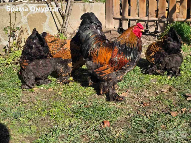 Продавам разплодни яйца от Златно кантирана Брама/Gold Laced Brahma, снимка 15 - Кокошки и пуйки - 50242172