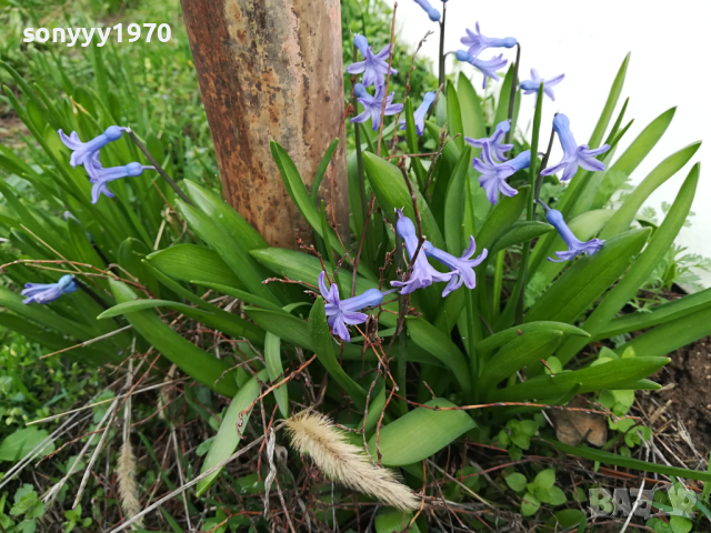 ГРЪМ МНОГО ЗЮМБЮЛИ С ЛУКОВИЦИ В САКЦИЯ 1303241626, снимка 2 - Градински цветя и растения - 44746712