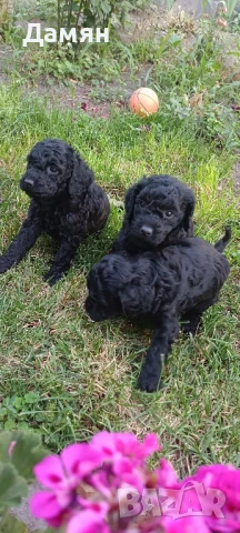 той пудел мини пудел , снимка 1