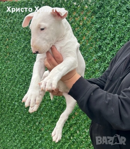 Бултериер , снимка 3 - Бултериер - 52897377