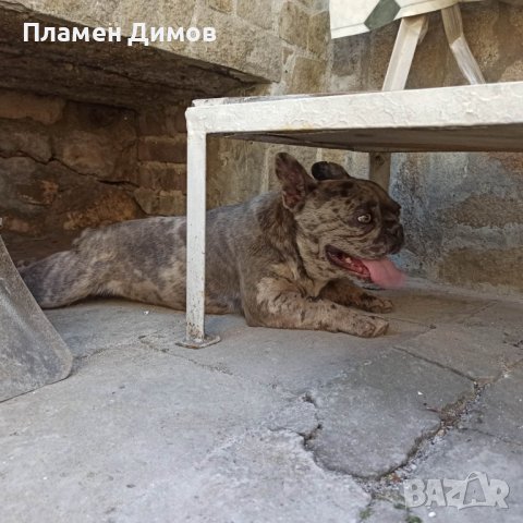 Френски булдог за разплод , снимка 1