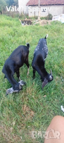 Кози Пръч, 3 мъжки от тази година, снимка 1