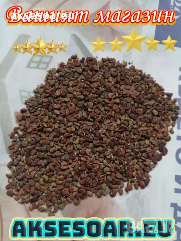 Продавам 400 висококачествени семена от бързо растяща Бяла медоносна акация Бял облагороден салкъм , снимка 7 - Сортови семена и луковици - 49258986