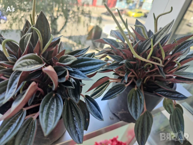 продавам Цветя Пеперомия – 4 налични саксии, снимка 11 - Стайни растения - 50805271