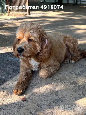 Кавапу & Cavapoo, снимка 6 - Други - 56288962