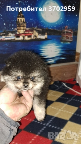 Момче и момиче, снимка 2 - Померан - 52599858