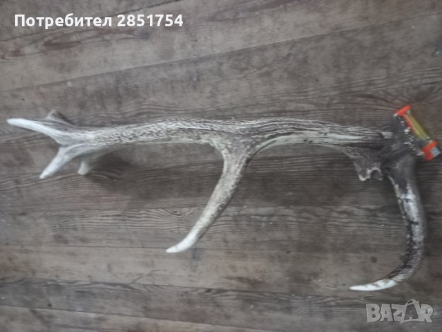 Еленски рог , снимка 5 - Колекции - 42600581