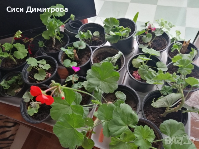 Мушкато разсад