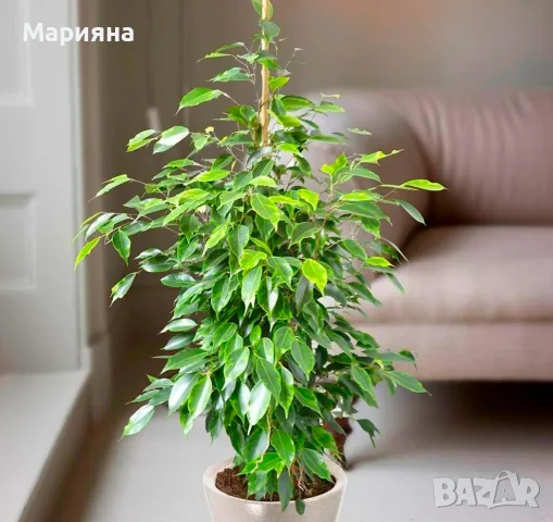 Фикус бенджамин