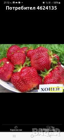 Продавам разсад ягоди