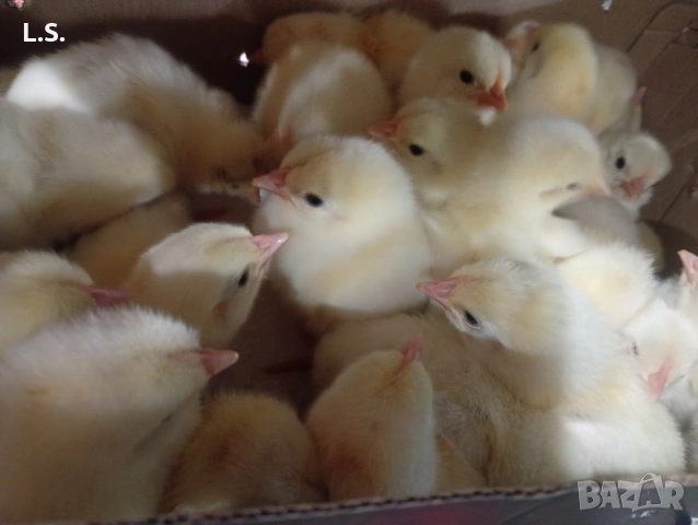 Пиленца легхорн 3 евро , снимка 2 - други­ - 53613636