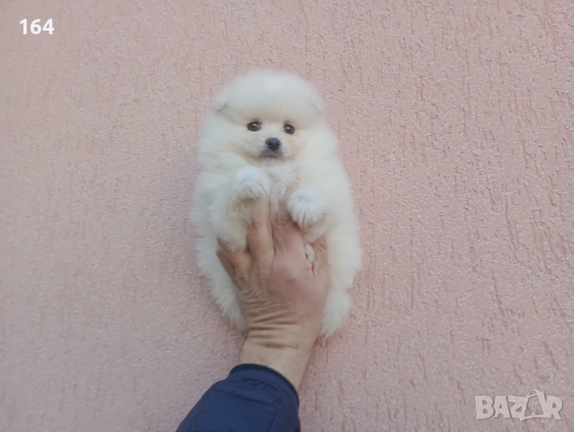 Померан. Реални снимки от 26.12.25 год. , снимка 7 - Померан - 52850850