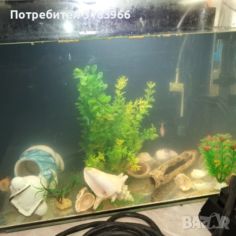 голям аквариум с рибки оборудван 50 х 40 х 24, снимка 6 - Аквариуми - 53830698