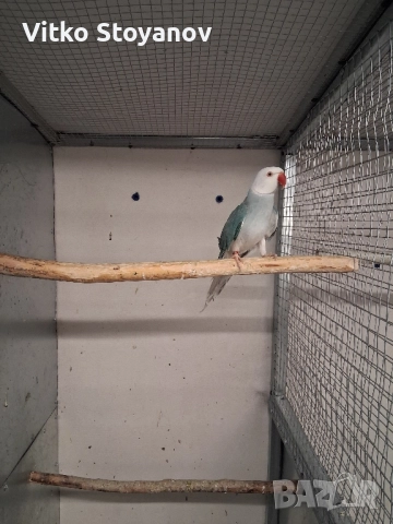 Малък Александър, снимка 6 - Папагали - 52169572