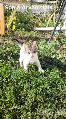 Котета 6 бр. На 2 м.