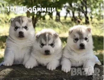 Сибирско хъски, снимка 6 - Хъски - 47449141